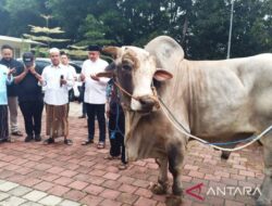 Ketua DPRD Bogor Memberikan 48 Sapi Kurban dari Prabowo Subianto