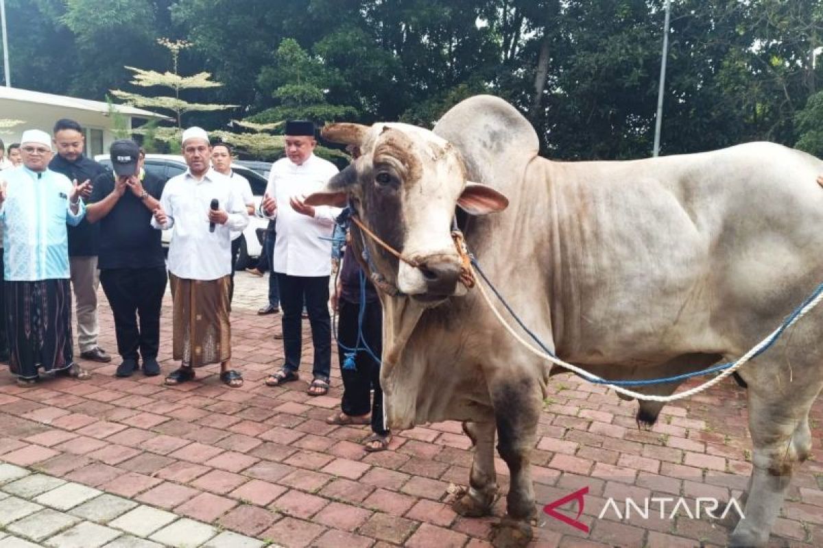 Ketua DPRD Bogor Memberikan 48 Sapi Kurban dari Prabowo Subianto