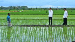 Aktivis Papua mendesak agar proyek Satu Juta Hektar Sawah di Merauke dihentikan