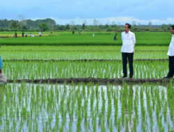 Aktivis Papua mendesak agar proyek Satu Juta Hektar Sawah di Merauke dihentikan