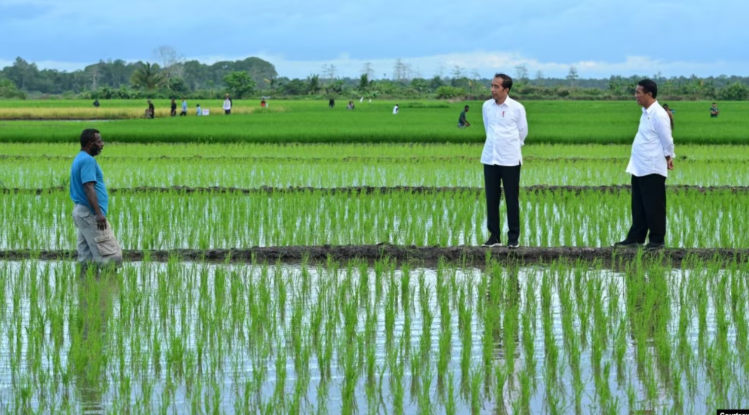 Aktivis Papua mendesak agar proyek Satu Juta Hektar Sawah di Merauke dihentikan