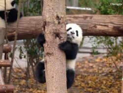 Belajar Memanjat: Tingkah Menggemaskan Bayi Panda SEO