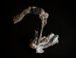 Pengungkapan Fosil Purba Moyang Reptil Pra-Dinosaurus