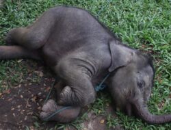 Kisah Momen Penyelamatan Anak Gajah Tersesat: Induk Hilang