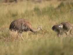 15 Rhea Langka Dipindahkan ke Chile: Kejutan Pertama di Amerika Latin