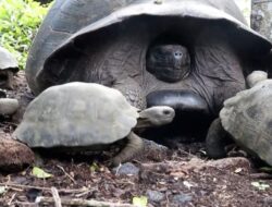 Penyaksian Pelepasan Kura-kura Langka di Pulau Galapagos