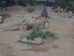 Perlindungan Gajah Dewasa Saat Gempa: Kisah di San Diego