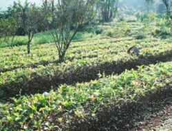 Sertifikasi Organik dan Konservasi di Arista Montana untuk Keberlanjutan Alam
