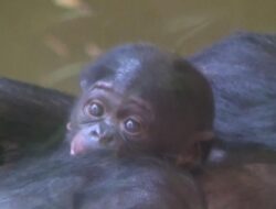 Penampilan Perdana Bayi Bonobo di Kebun Binatang Cologne: Sorotan yang Menggemaskan