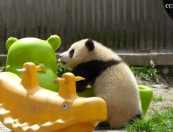 Bermainnya Dua Bayi Panda China: Kegemasan yang Tak Tertandingi
