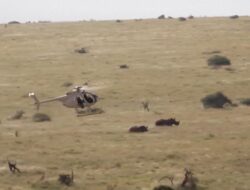 Petualangan Giring Badak dari Udara: Helikopter di Kenya