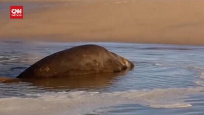 Anjing Laut 2 Ton Menarik Perhatian di Cape Town, Kini Berenang Kembali