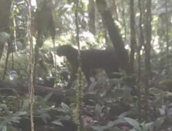 Misteri Kucing Merah Kalimantan: Kembalinya Setelah 20 Tahun Hilang