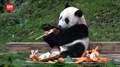 Panda Gemas Nikmati Makanan Festival Perahu Naga