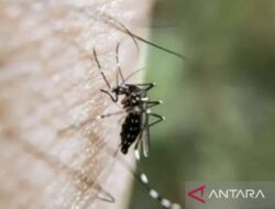 Warna Anti Nyamuk: 4 Pilihan Terbaik Untuk Mengusir Serangga