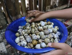 8 Manfaat Telur Puyuh untuk Tumbuh Kembang Bayi