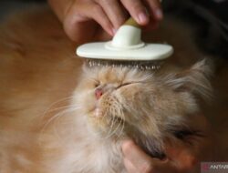8 Cara Efektif Menghilangkan Bulu Kucing di Pakaian