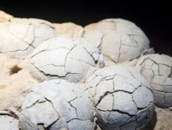 Penemuan Fosil Telur Dinosaurus Berusia 86 Juta Tahun di China