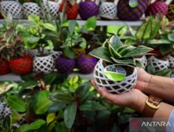 8 Manfaat Tanaman Hias di Halaman Rumah: Keindahan alami untuk rumah Anda