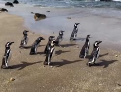 Keberhasilan Konservasi: 9 Penguin Magellan Bebas di Chili
